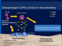 Abbildung 7: RANK-Ligand