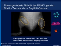Abbildung 8: RANK-Ligand