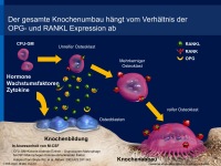 Abbildung 10: RANK-Ligand