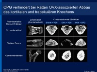 Abbildung 11: RANK-Ligand