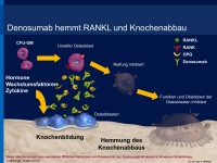 Abbildung 12: RANK-Ligand