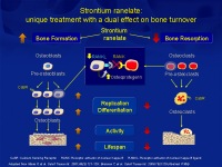 Abbildung 3: Osteoporose-Assessment