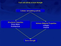 Abbildung 7: Osteoporose-Assessment