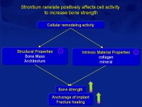 Abbildung 27: Osteoporose-Assessment
