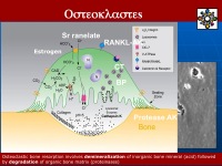 Abbildung 5: Kathepsin K