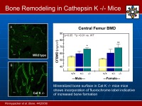 Abbildung 9: Kathepsin K