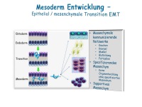 Abbildung 2: Anabole Osteoporosetherapie