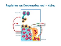 Abbildung 3: Anabole Osteoporosetherapie