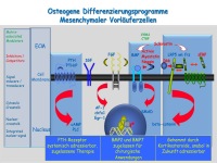 Abbildung 5: Anabole Osteoporosetherapie