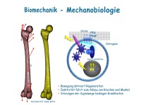 Abbildung 11: Anabole Osteoporosetherapie