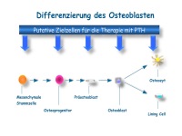 Abbildung 13: Anabole Osteoporosetherapie