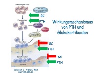 Abbildung 18: Anabole Osteoporosetherapie