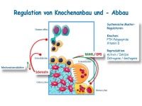 Abbildung 28: Anabole Osteoporosetherapie