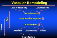 Abbildung 12: Vaskul�res Remodelling