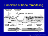 Abbildung 3: Bone remodeling