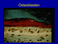 Abbildung 4: Osteoblasten