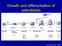 Abbildung 8: Osteoblasten