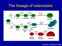Abbildung 10: Osteoklasten