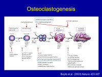 Abbildung 11: Osteoklastengenese