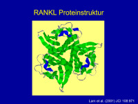 Abbildung 12: RANKL-Proteinstruktur