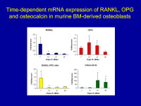 Abbildung 15: mRNA - RANKL - OPG