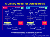 Abbildung 32: Osteoporose