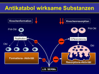 Abbildung 11: Antikatabol wirksame Substanzen