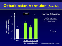 Abbildung 31: Osteoblasten