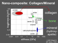 Abbildung 11: Kollagen - Mineral