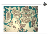 Abbildung 6: Histologisches Pr�parat