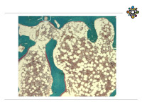 Abbildung 7: Histologisches Pr�parat