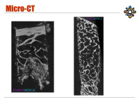 Abbildung 11: Micro-CT