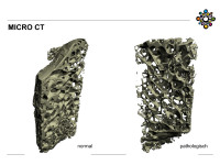 Abbildung 33: MICRO CT