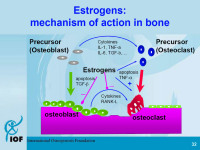 Abbildung 6: Estrogen