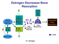 Abbildung 8: Estrogen - Knochen