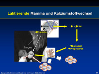 Abbildung 9: Laktierende Mamma  - Kalziumstoffwechsel