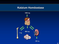 Abbildung 10: Kalziumhom�ostase