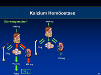 Abbildung 11: Kalziumhom�ostase