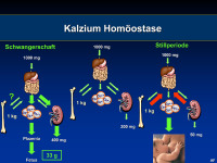 Abbildung 12: Kalziumhom�ostase