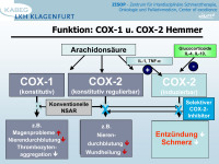 Abbildung 4: COX-1- - Cox-2-Hemmer
