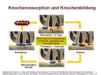 Abbildung 2: RANKL/RANK/OPG-System