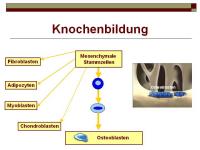 Abbildung 5: RANKL/RANK/OPG-System