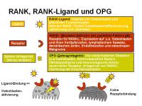 Abbildung 7: RANKL/RANK/OPG-System