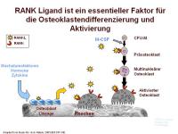 Abbildung 9: RANKL/RANK/OPG-System