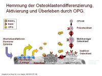 Abbildung 10: RANKL/RANK/OPG-System