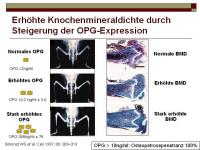 Abbildung 17: RANKL/RANK/OPG-System