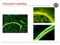 Abbildung 27: Knochenbiopsie