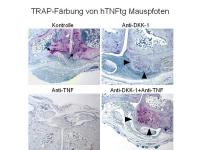 Abbildung 8: Vortrag der Preistr�gerin