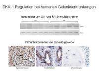 Abbildung 10: Vortrag der Preistr�gerin