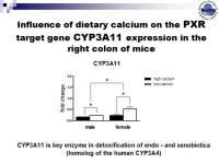 Abbildung 5: Colonocytes